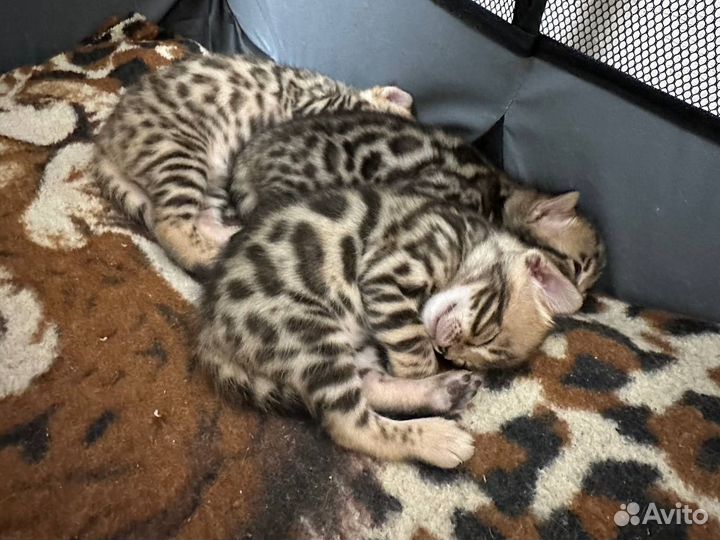 Бенгальская кошечка