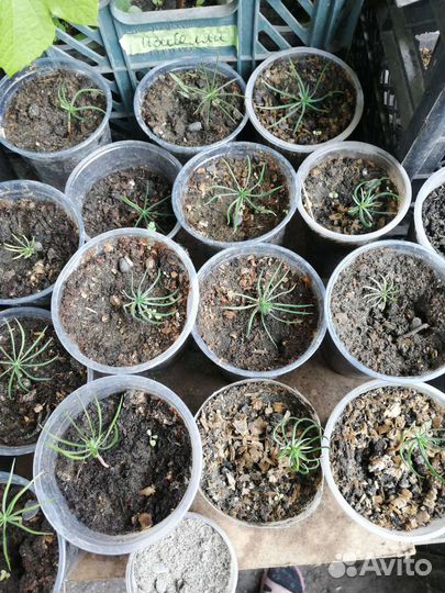 Саженцы кедра