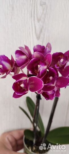 Орхидея фаленопсис пелорик