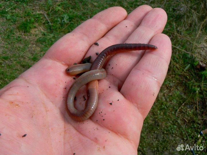 Червь выползок