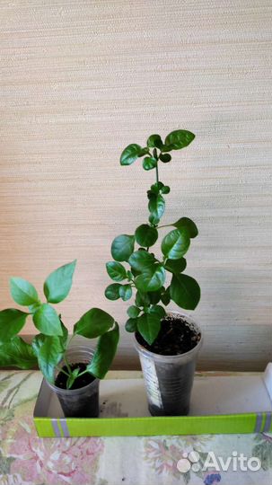 Адениум,барлерия, уайтфельдия