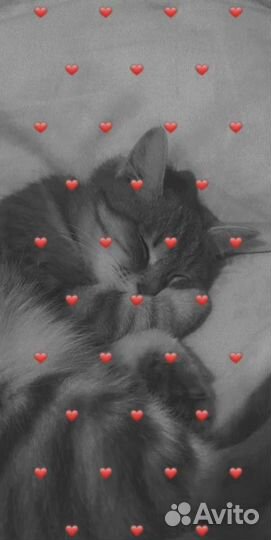 Кошечка в дар