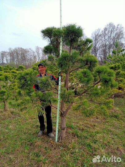 Дерево бонсай