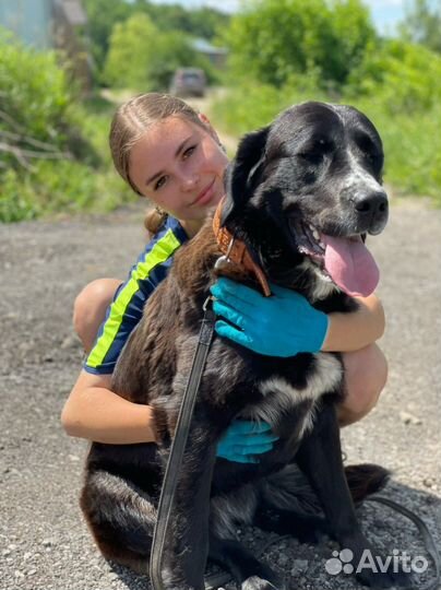 Кинолог & Дрессировка собак в Туле и области