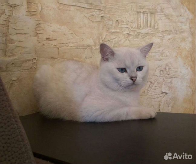 Шотладские котята