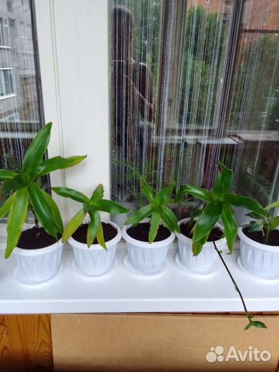 Растение золотой ус