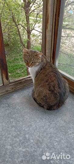 Вишенка трехцветная