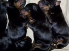 Собаки щенки добермана объявление продам
