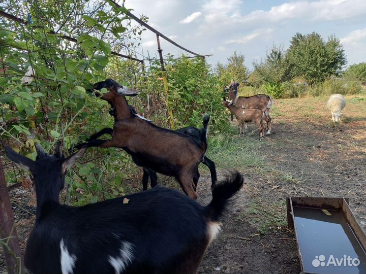 Коза нубийская