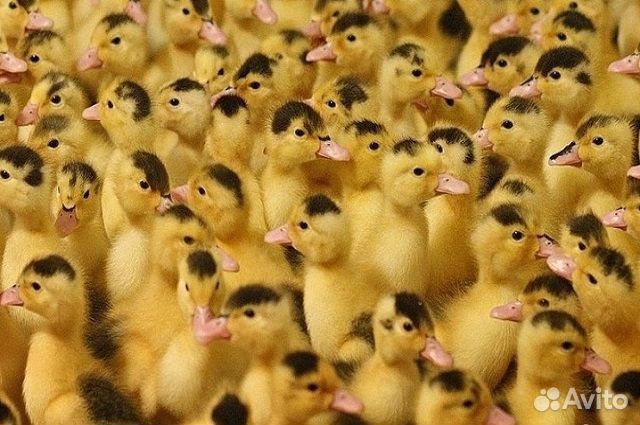 Утки и муларды