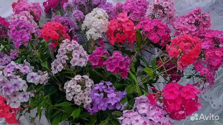 Флоксы набором