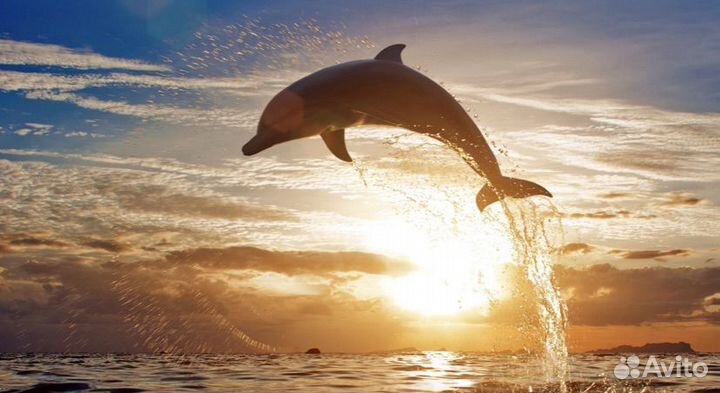 Морская прогулка к дельфинам в Адлере