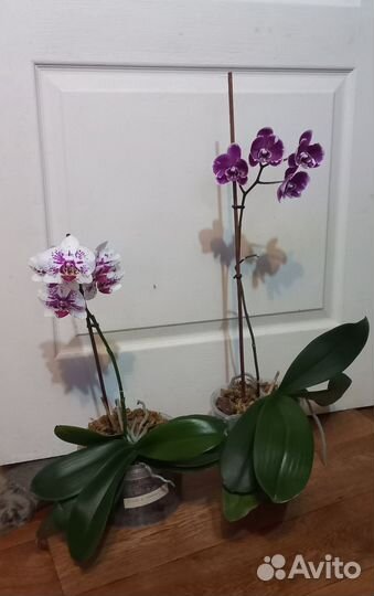 Фаленопсисы сортовые