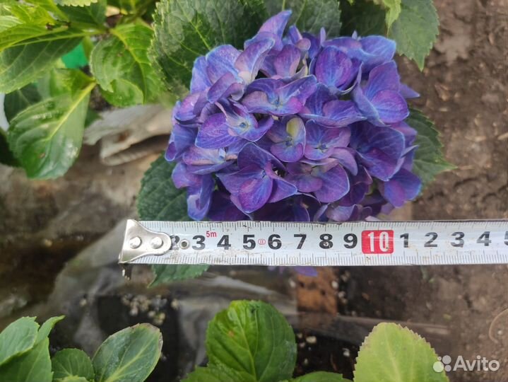 Гортензия крупнолистная