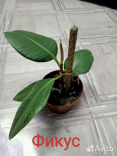 Комнатные растения