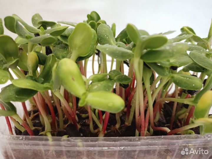 Микрозелень подсолнуха