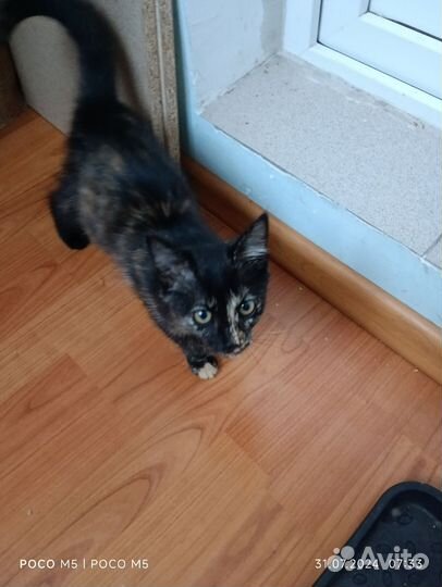Котëнок