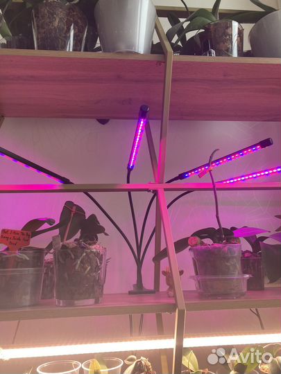 Фитолампа для растений