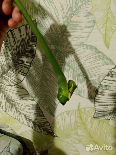 Монстера тайское созвездие