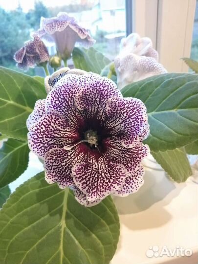 Глоксиния, лист