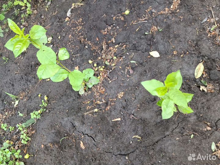 Облепиха вишня