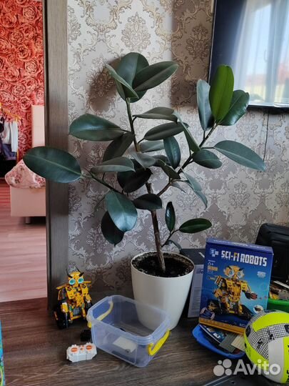 Фикус эластика робуста