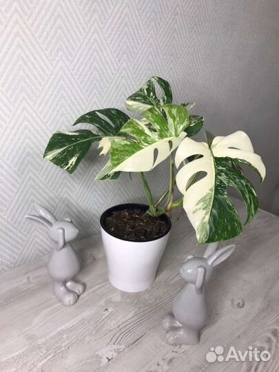 Монстера вариегатная альба