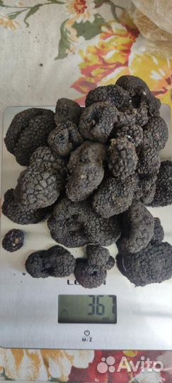 Трюфель чёрный Крымский
