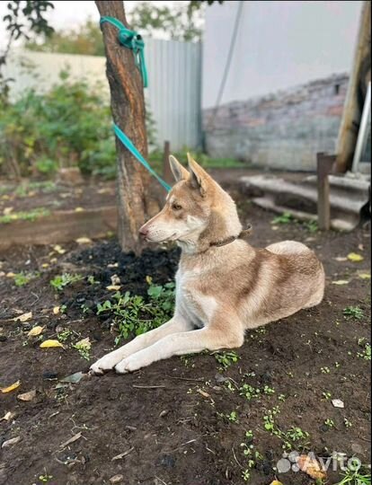 Хаски в добрые руки