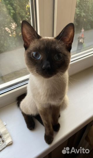 Сиамский котенок