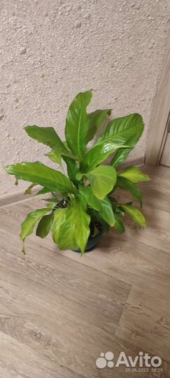 Спатифиллум