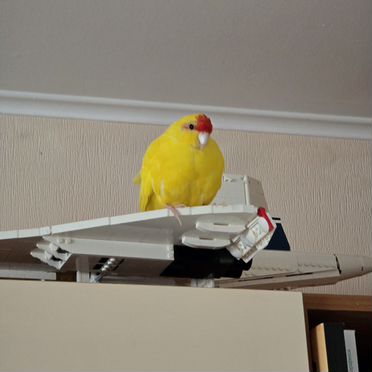 Попугай какарик самец