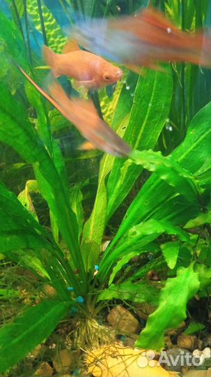 Аквариумное растение