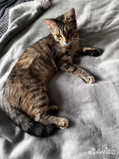 Кошка или кошки