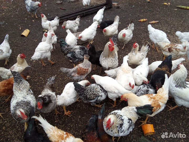 Молодые петухи