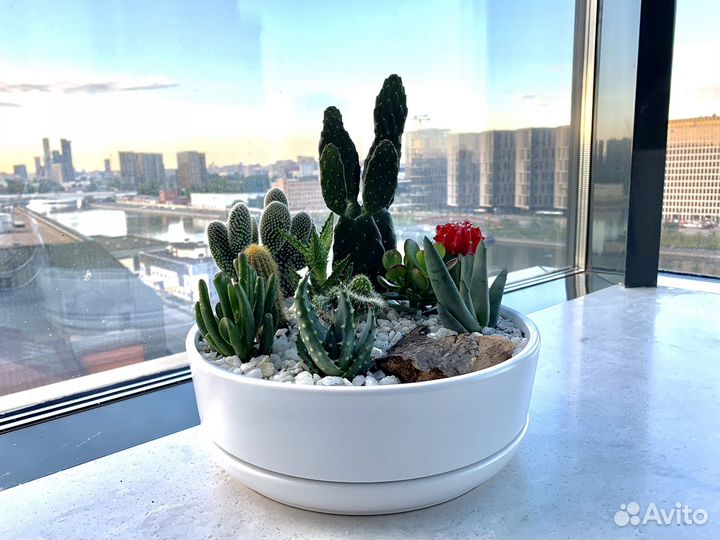 Флорариум: суккуленты и кактусами под заказ