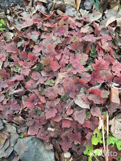 Цветы многолетник бруннера серебристая тиарелла