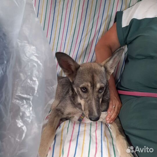 Бедолажка Мася