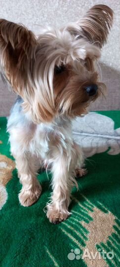 Собака маленькая порода