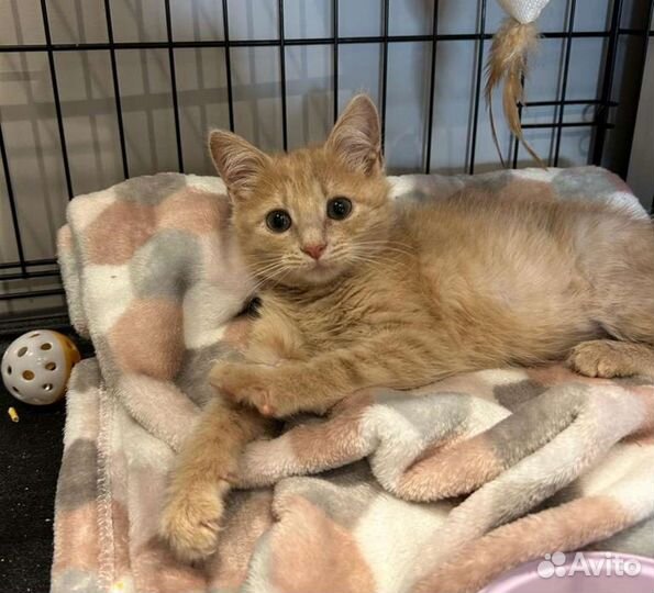 Рыжая котёнок девочка