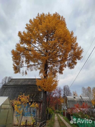 Спилить дерево, кронирование, удаление, валка