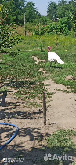 Куры Индюки гуси утки