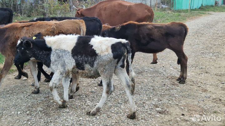 Коровы и телята