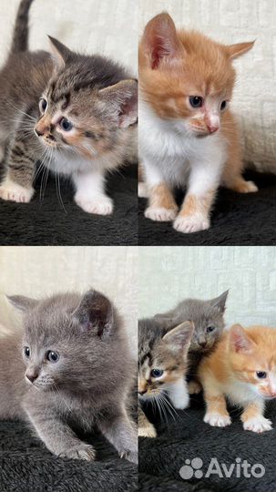 Котятки в добрые руки