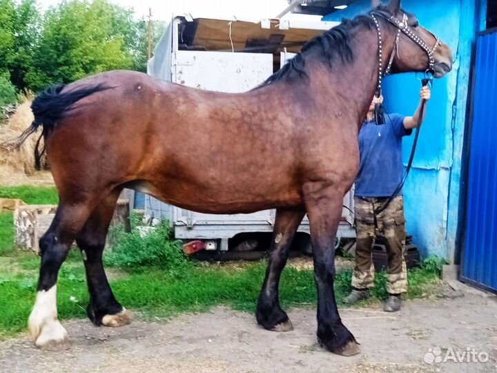 Владимирские кобылы