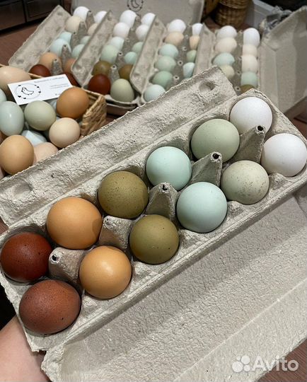 Яйцо на инкубацию разноцветное