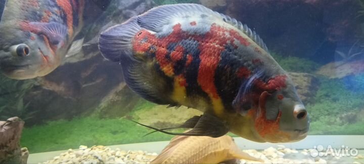 Астронотусы тигровые