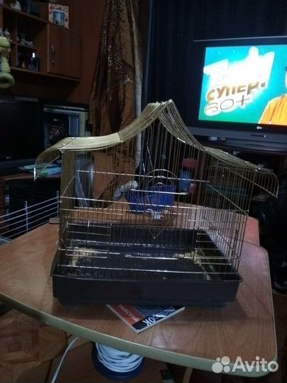 Клетка