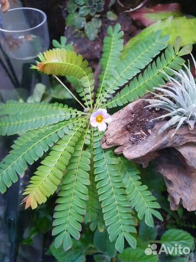 Флорариум,палюдариум,террариум