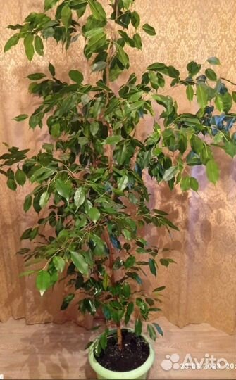 Комнатные домашние растения